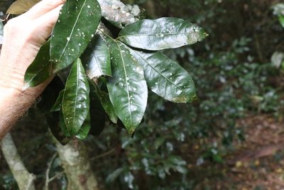 Heritiera trifoliolata, photographed by Greg Tasney
