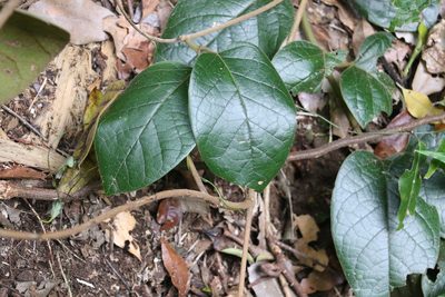 Parsonsia fulva, photographed by Greg Tasney