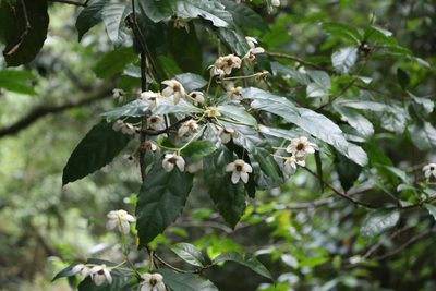 Sloanea australis, photographed by Greg Tasney