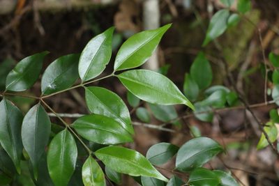 Decaspermum humile, photographed by Greg Tasney