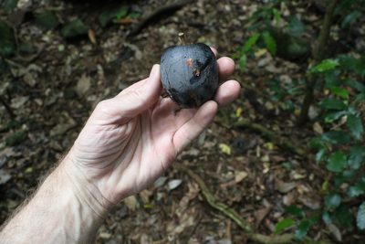 Planchonella australis, photographed by Greg Tasney