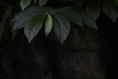 Elatostema reticulatum, photographed by Greg Tasney
