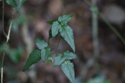 Jasminum dallachyi, photographed by Greg Tasney