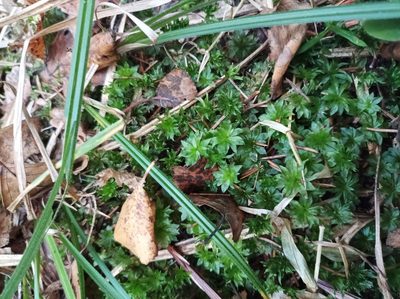 Rhodobryum roseum, photographed by Valeriia Milkina