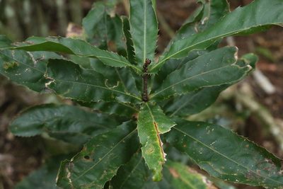 Macadamia tetraphylla, photographed by Greg Tasney