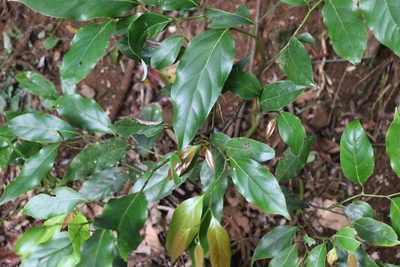 Cryptocarya erythroxylon, photographed by Greg Tasney