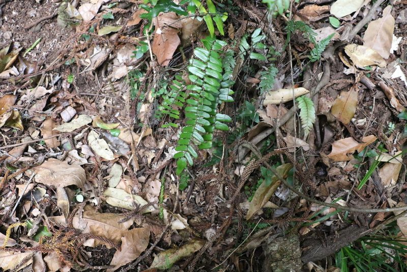 Pellaea falcata, photographed by Greg Tasney