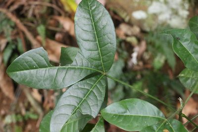 Melicope micrococca, photographed by Greg Tasney