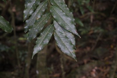 Castanospermum australe, photographed by Greg Tasney