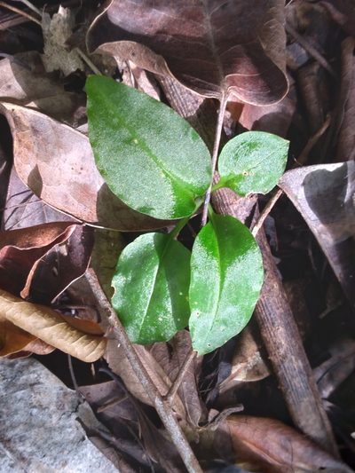 Beloglottis costaricensis, photographed by Scott Ward