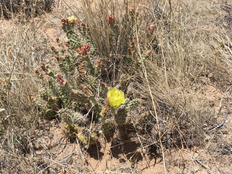 Opuntia arenaria, photographed by Cecelia Alexander