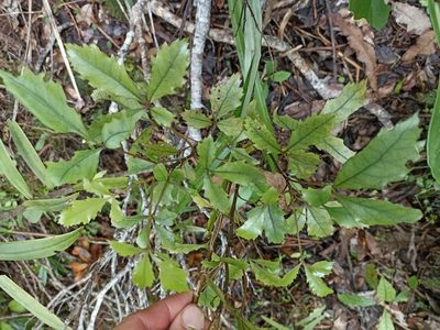 Pseudopanax discolor, photographed by Oscar Dove
