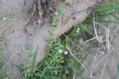 Scutellaria racemosa, photographed by demianlescano