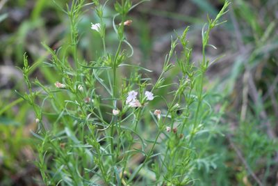 Agalinis communis, photographed by demianlescano