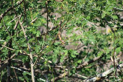 Senna pendula, photographed by demianlescano