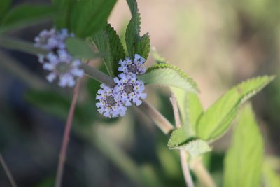 Lippia alba, photographed by demianlescano