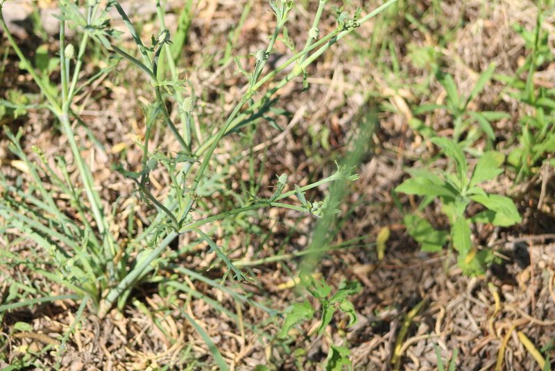 Eryngium divaricatum, photographed by demianlescano