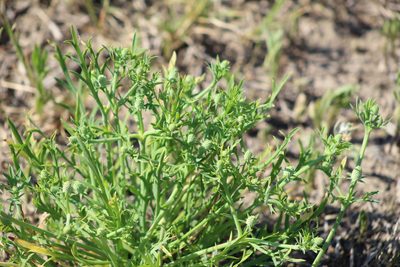 Eryngium divaricatum, photographed by demianlescano