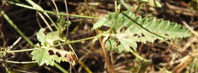 Tragia urticifolia, photographed by saltyhiker