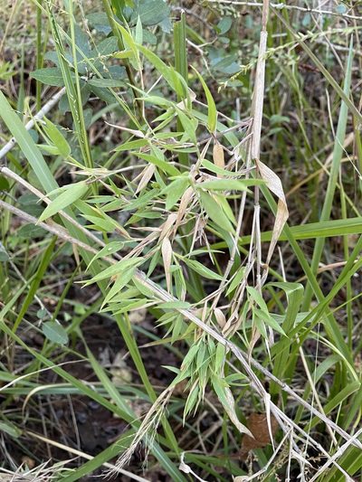 Dichanthelium oligosanthes, photographed by lanechaffin
