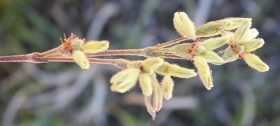 Eriogonum longifolium