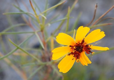 Thelesperma filifolium, photographed by saltyhiker