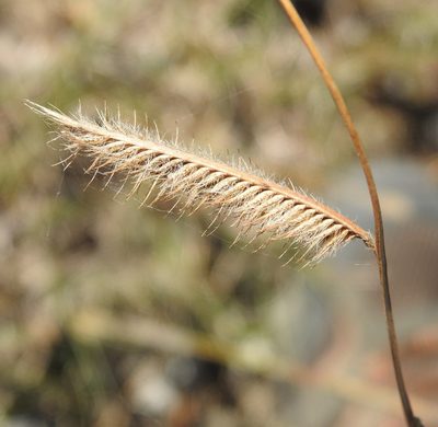 Bouteloua hirsuta, photographed by saltyhiker