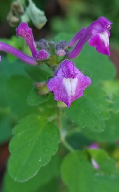 Scutellaria seleriana, photographed by Susana De la Torre Zavala