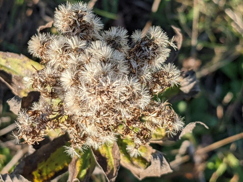 Solidago lepida, photographed by Bryn