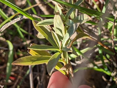 Sericocarpus rigidus, photographed by Bryn