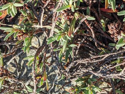 Polygonum paronychia, photographed by Bryn