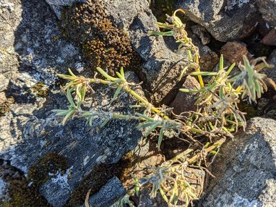 Spergularia macrotheca, photographed by Bryn