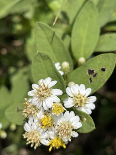 Aster baccharoides, photographed by Yj