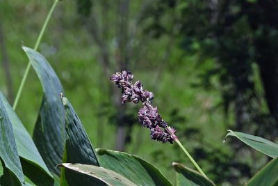 Thalia multiflora, photographed by Hugo Hulsberg