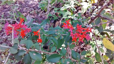 Bouvardia ternifolia, photographed by Luc Wyn