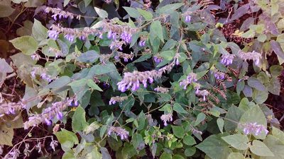 Salvia polystachia, photographed by Luc Wyn