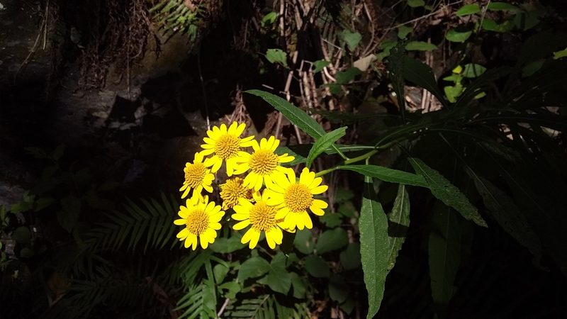 Verbesina persicifolia, photographed by Luc Wyn