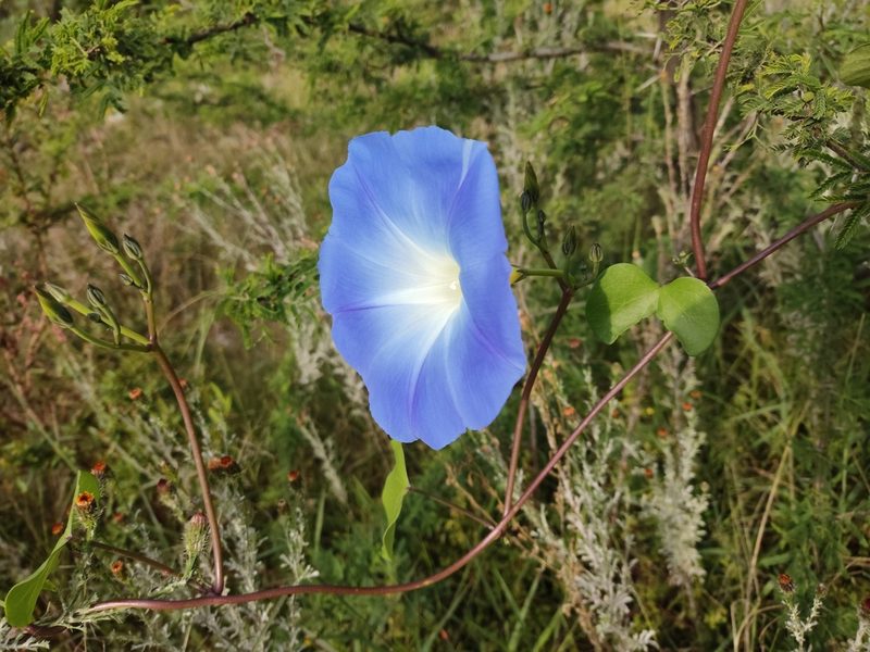 Ipomoea tricolor, photographed by Guillermo Huerta Ramos