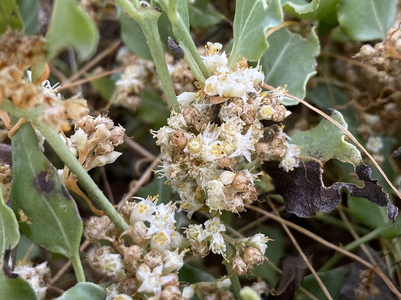 Cuscuta legitima, photographed by Reid Hardin