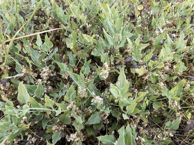 Cuscuta legitima, photographed by Reid Hardin
