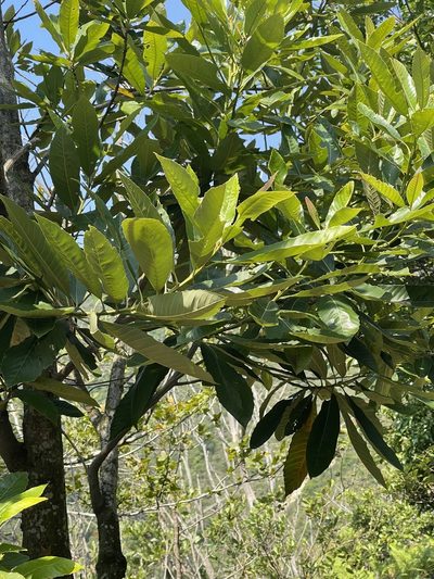 Castanopsis fissa, photographed by Yj