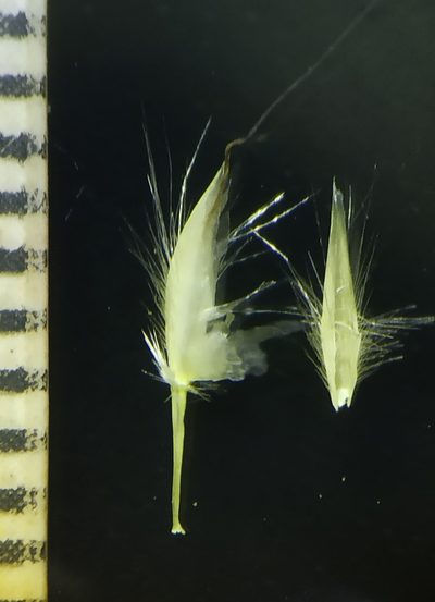 Spodiopogon rhizophorus, photographed by S.MORE