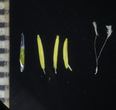 Spodiopogon rhizophorus, photographed by S.MORE