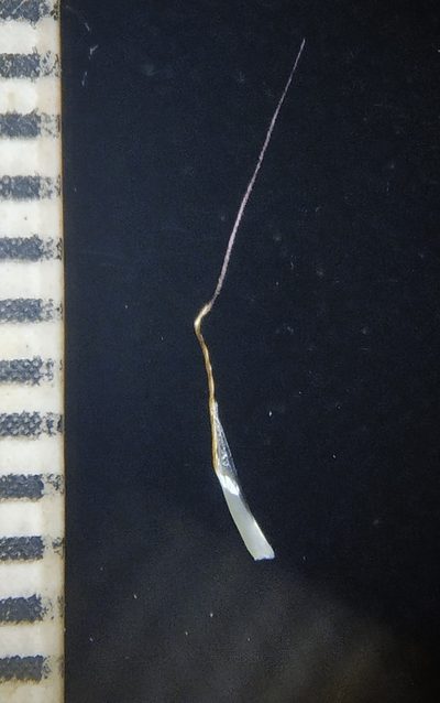 Spodiopogon rhizophorus, photographed by S.MORE