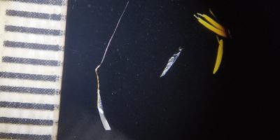 Spodiopogon rhizophorus, photographed by S.MORE