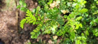 Sophora cassioides, photographed by Darío De la Fuente