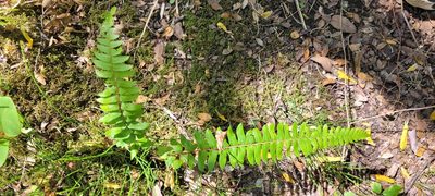 Blechnum hastatum, photographed by Darío De la Fuente