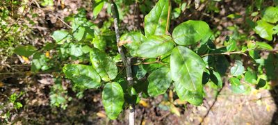 Boquila trifoliolata, photographed by Darío De la Fuente