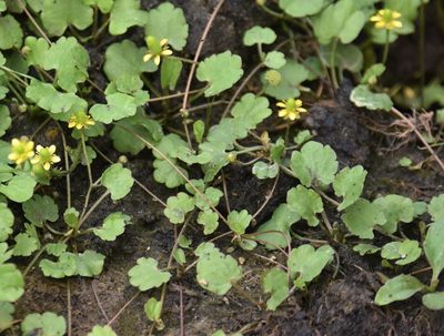 Halerpestes cymbalaria, photographed by Eric Lamb