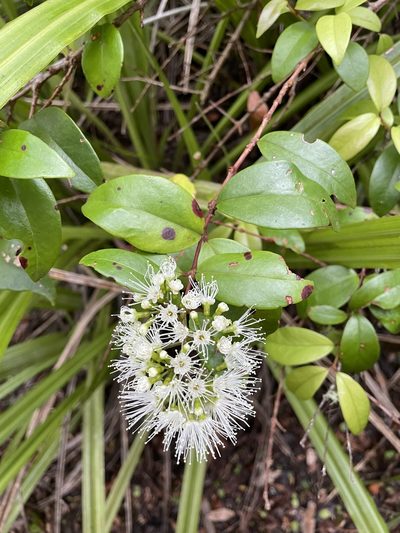 Metrosideros albiflora, photographed by Christian Waddingham
